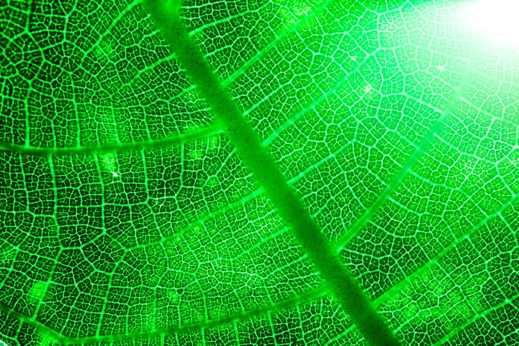 Why Green Tech is the New Competitive Edge